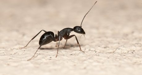 Ants create costly nightmare for first-time Edmonton homebuyer